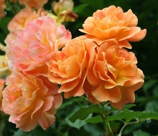 Роза Apricot Meidiland (Априкот Мейдиланд)