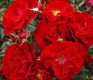 Роза Cherry Bonica (Черри Боника)