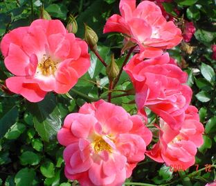 Роза Fuchsia Meillandecor (Фуксия Мейяндекор)