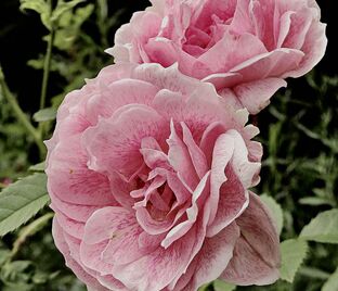 Роза Kir Royal (Кир Ройал) — фото 1