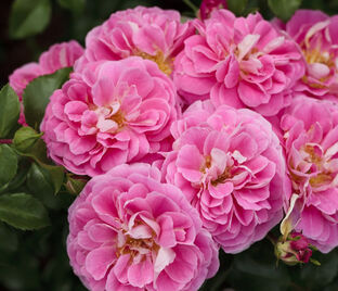 Роза Lovely Pink (Лавли Пинк)