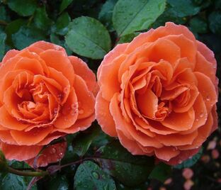 Роза Orange Meilove (Оранж Мейлав)