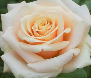 Роза Paul Ricard (Поль Рикар)