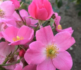 Роза Phlox Meidiland (Флокс Мейдиланд)