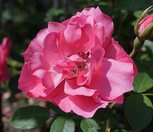 Роза Pink La Sevillana (Пинк Ля Севиллана)