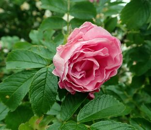 Роза Polarsonne (Поларзоне)