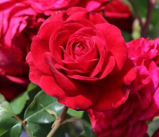 Роза Red Eden Rose (Рэд Эден Роуз)