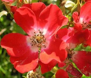 Роза Rouge Meillandecor (Рэд Мейяндекор)