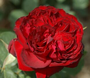 Роза Royal Garden (Роял Гарден)
