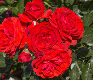 Роза Scarlet Meillandecor (Скарлет Мейяндекор)