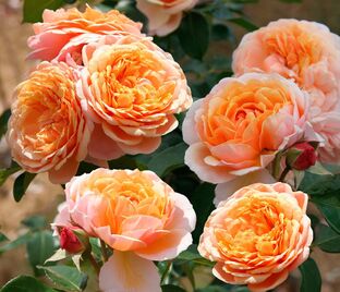 Роза Parfum d'Orleans (Парфюм д`Орлеан)