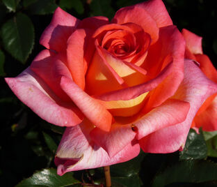 Роза Parfum de Grasse (Парфюм де Грас)