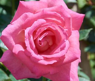 Роза Parfum Royal (Парфюм Роял)