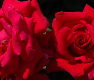Роза Red Flame (Ред Флейм)