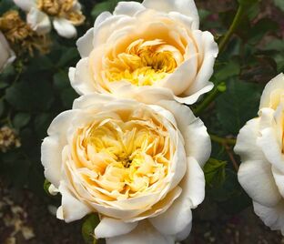 Роза Rosemantic Cream (Роуземантик Крим)