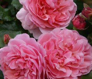 Роза Rosemantic Pink (Роуземантик Пинк)
