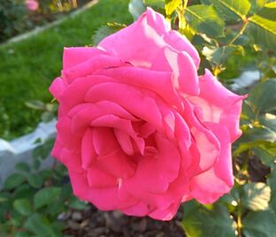 Роза Royal Rose (Роял Роуз)