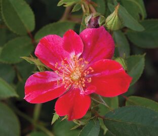 Роза Ruby Mella (Руби Мелла)