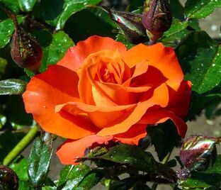 Роза Orange Vaza (Оранж Ваза)