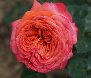 Роза Peach Vaza (Пич Ваза)