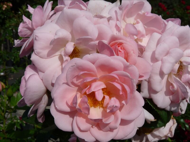 Роза Astrid Lindgren (Астрид Линдгрен) – купить саженцы роз в питомнике в  Москве