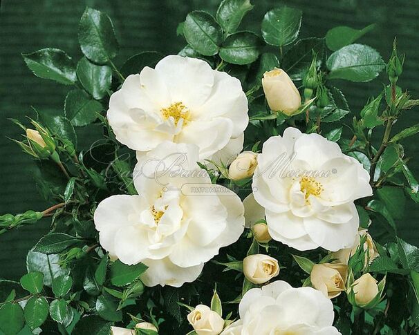 Роза Diamond Border (Даймонд Бордер) –  саженцы роз в питомнике в .