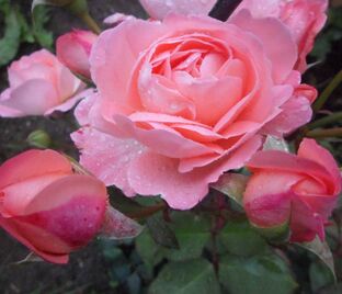 Роза Sissel Renaissance (Сиссель Ренессанс)
