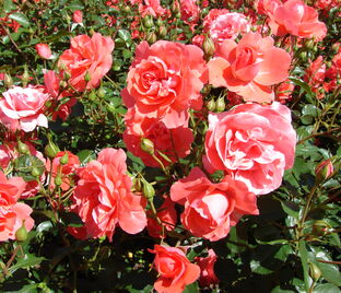 Роза Riberhus (Риберхус)