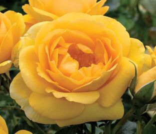 Роза Yellow Fairy (Йеллоу Фэйри) — фото 1