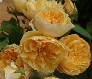 Роза Golden Fleece (Голден Флис)