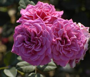 Роза Rajah's Rose (Раджас Роуз) — фото 1