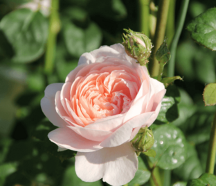 Роза Souvenir de Ettenbuhl (Сувенир дэ Эттенбюль)
