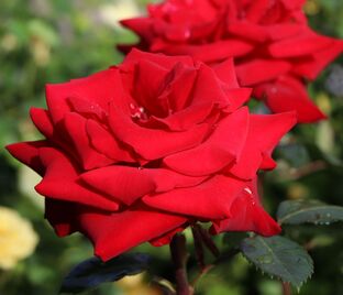 Роза Helmut Kohl Rose (Гельмут Коль Розе)
