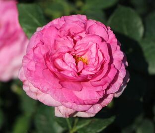 Роза Kaffe Fassett Rose (Каффи Фассетт Роуз) — фото 1