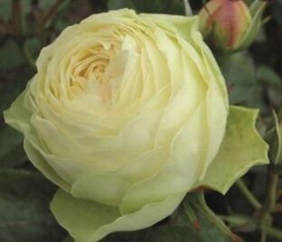 Роза Lemon Rokoko (Лемон Рококо)