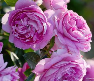 Роза Lilac Topaz (Лилак Топаз)