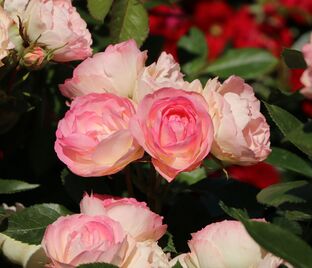 Роза Lovely Rokoko (Лавли Рококо)