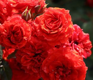 Роза Orange Babyflor (Оранж Бейбифлор)