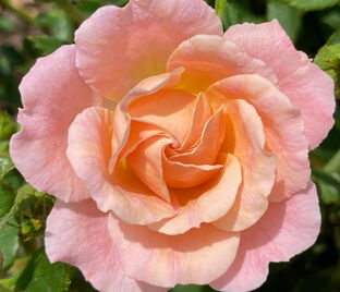 Роза Peach Clementine (Пич Клементин)