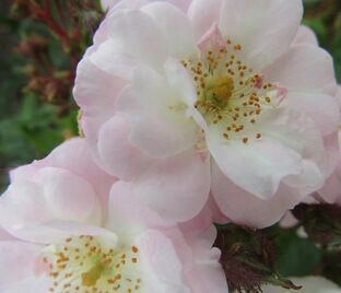 Роза Perennial Blush (Перенниал Блаш)
