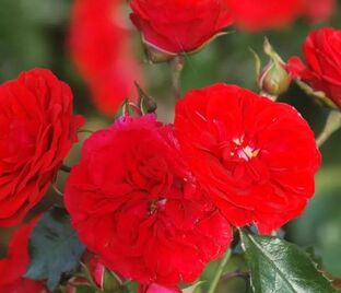 Роза Rose von Oldenburg (Розе фон Ольденбург) — фото 1