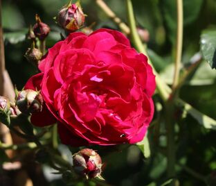 Роза Starlet-Rose Lola (Старлет Роуз Лола) — фото 1