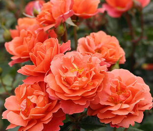 Роза Theodor Fontane Rose (Теодор Фонтень Розе)