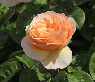 Роза Tropicana (Тропикана)