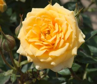 Роза Yellow Clementine (Йеллоу Клементин)