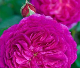Роза Eufemia (Юфемия)