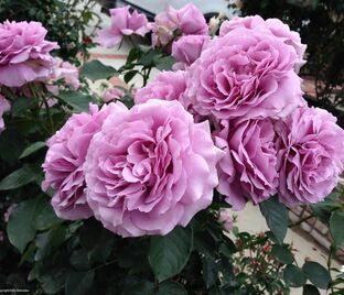 Роза Lady Perfume (Леди Перфюм)