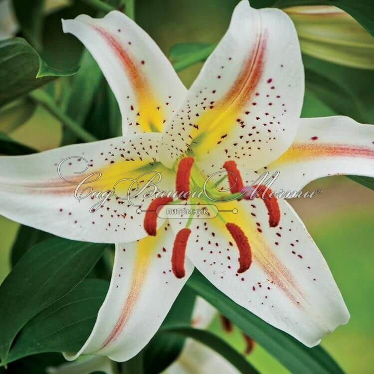 Уникальный сорт лилии