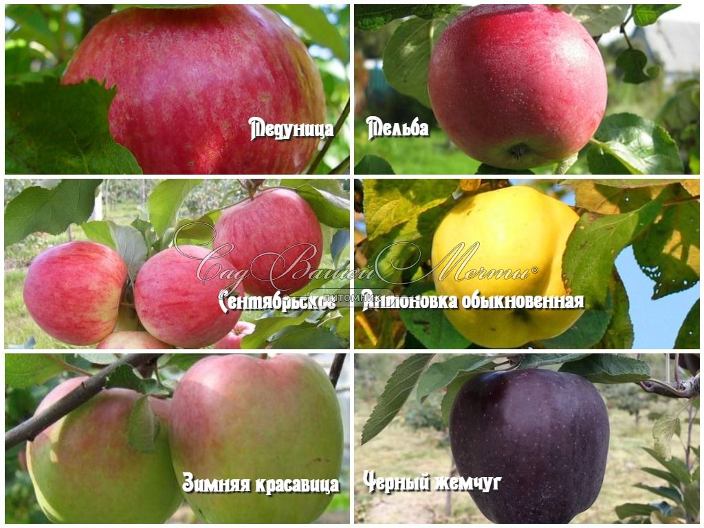 Яблоки Сентябрьские Сорта Фото