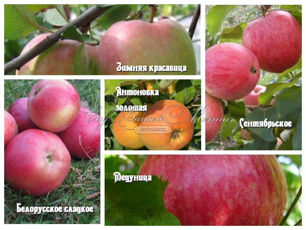 Яблоки Белорусские Сладкие Описание Фото